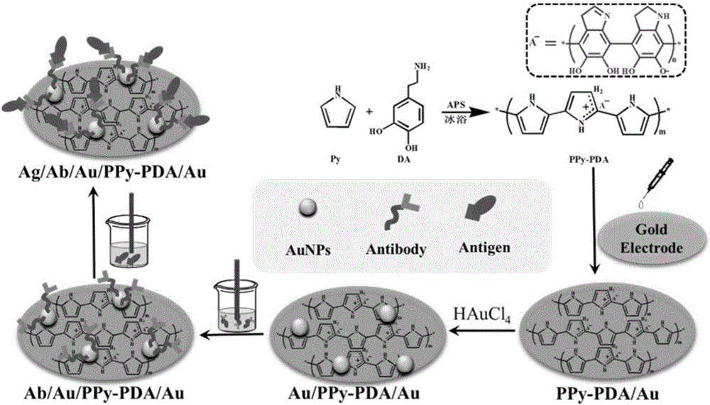 Preparation method of polypyrrole-polydopamine-based electrochemical immunosensor