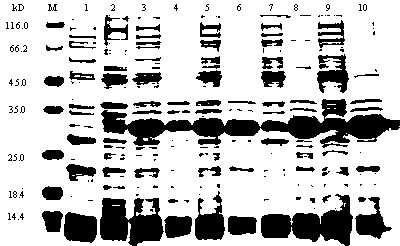 Application of efficiently and actively expressed protein in duck tembusu virus E protein core antigen domain