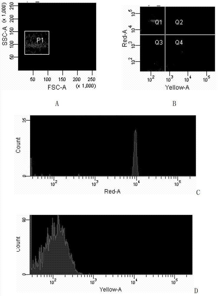 Method for detecting infectious haematopoietic necrosis virus based on liquid-phase chip