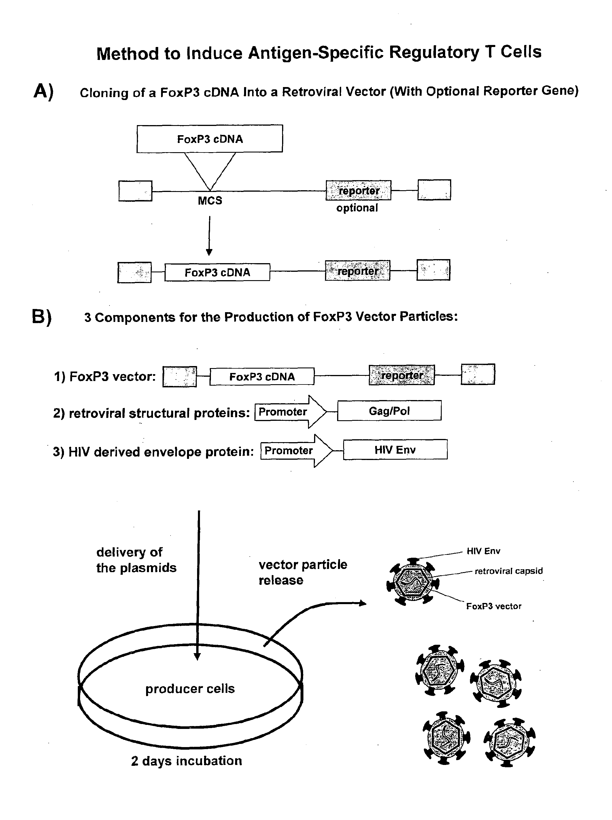 Antigen-specific regulatory t-cell induction