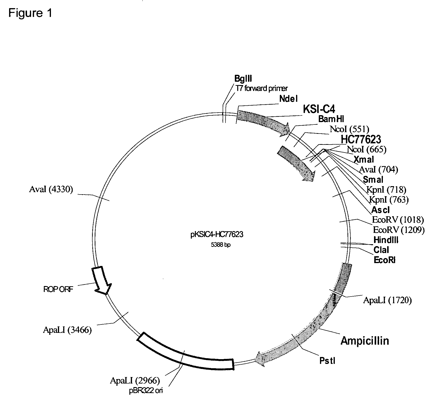 Peptide-based body surface coloring reagents