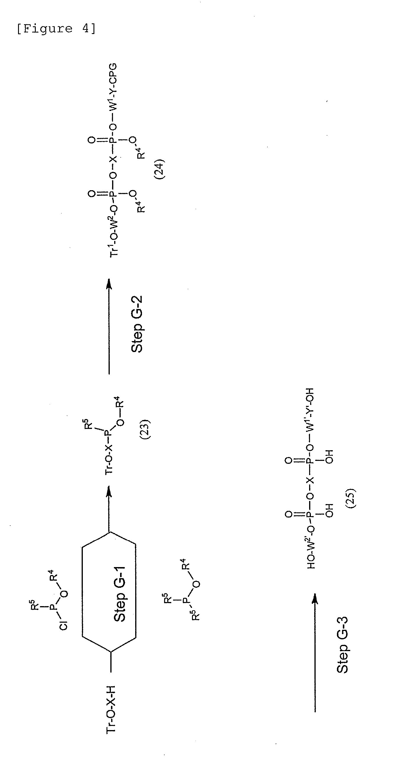 Modified Single-Stranded Polynucleotide