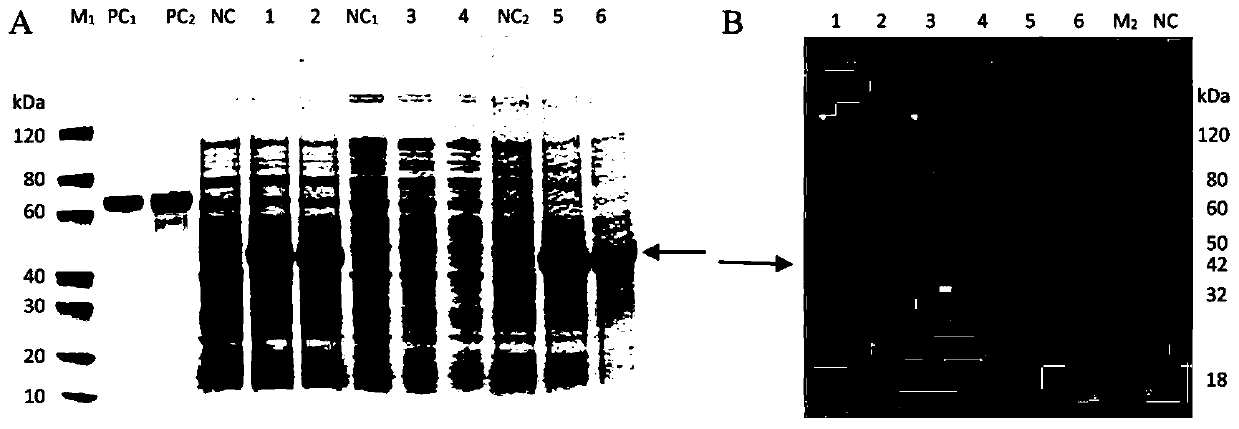 Ginkgo GbFLSa gene and expression protein and application thereof