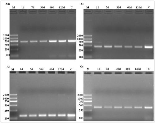 Method for extracting DNA from plant genome and optimizing amplification system