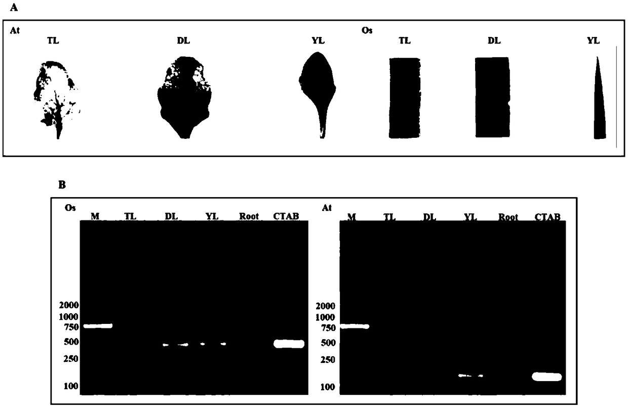 Method for extracting DNA from plant genome and optimizing amplification system