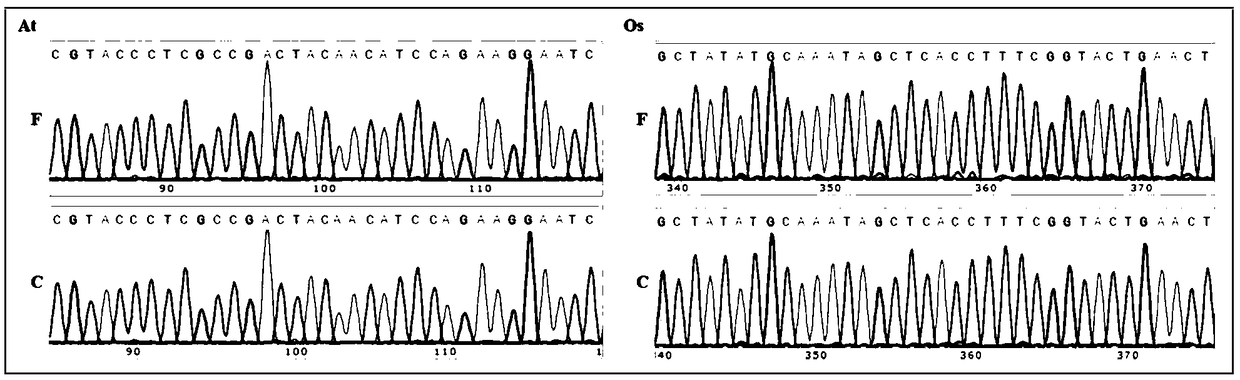 Method for extracting DNA from plant genome and optimizing amplification system