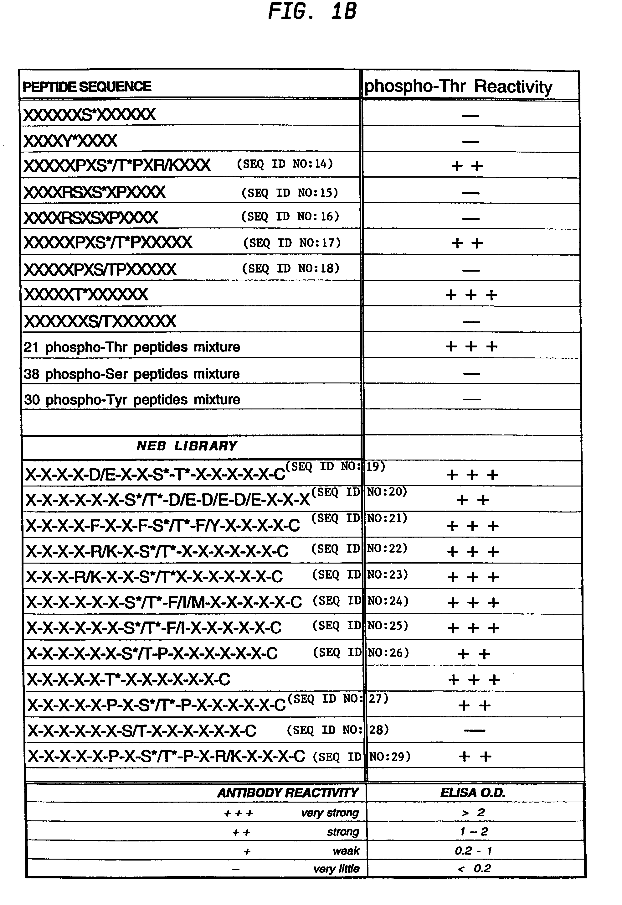 Production of motif-specific and context-independent antibodies using peptide libraries as antigens