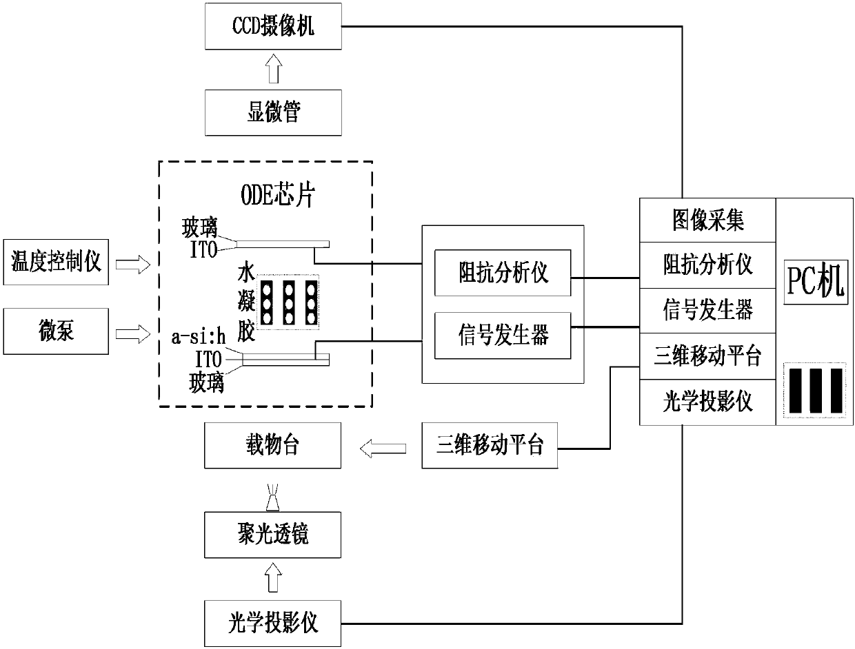 Real-time monitoring system and method of physical characteristics of unicellular organisms