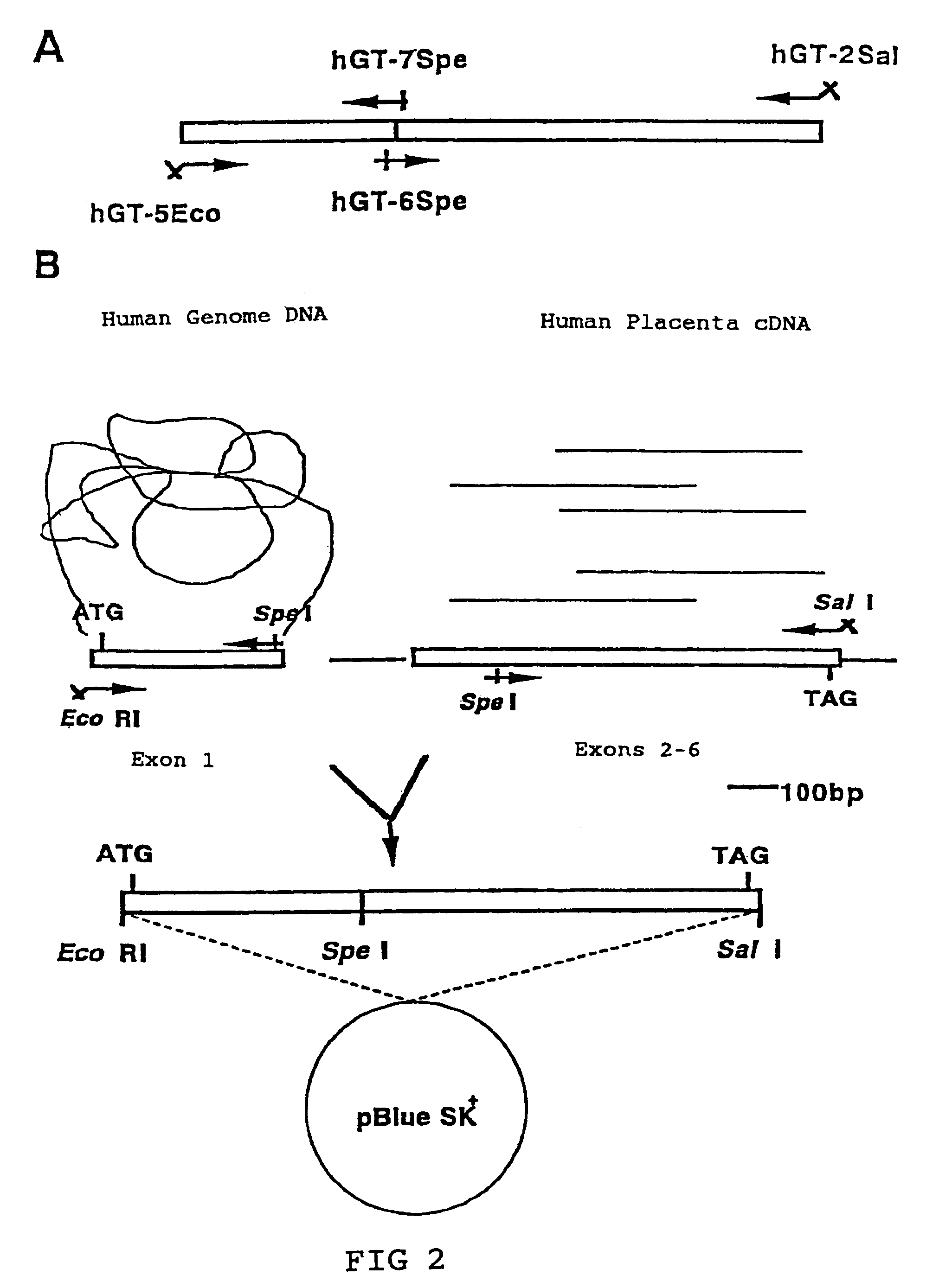 Method for manufacturing glycoproteins having human-type glycosylation