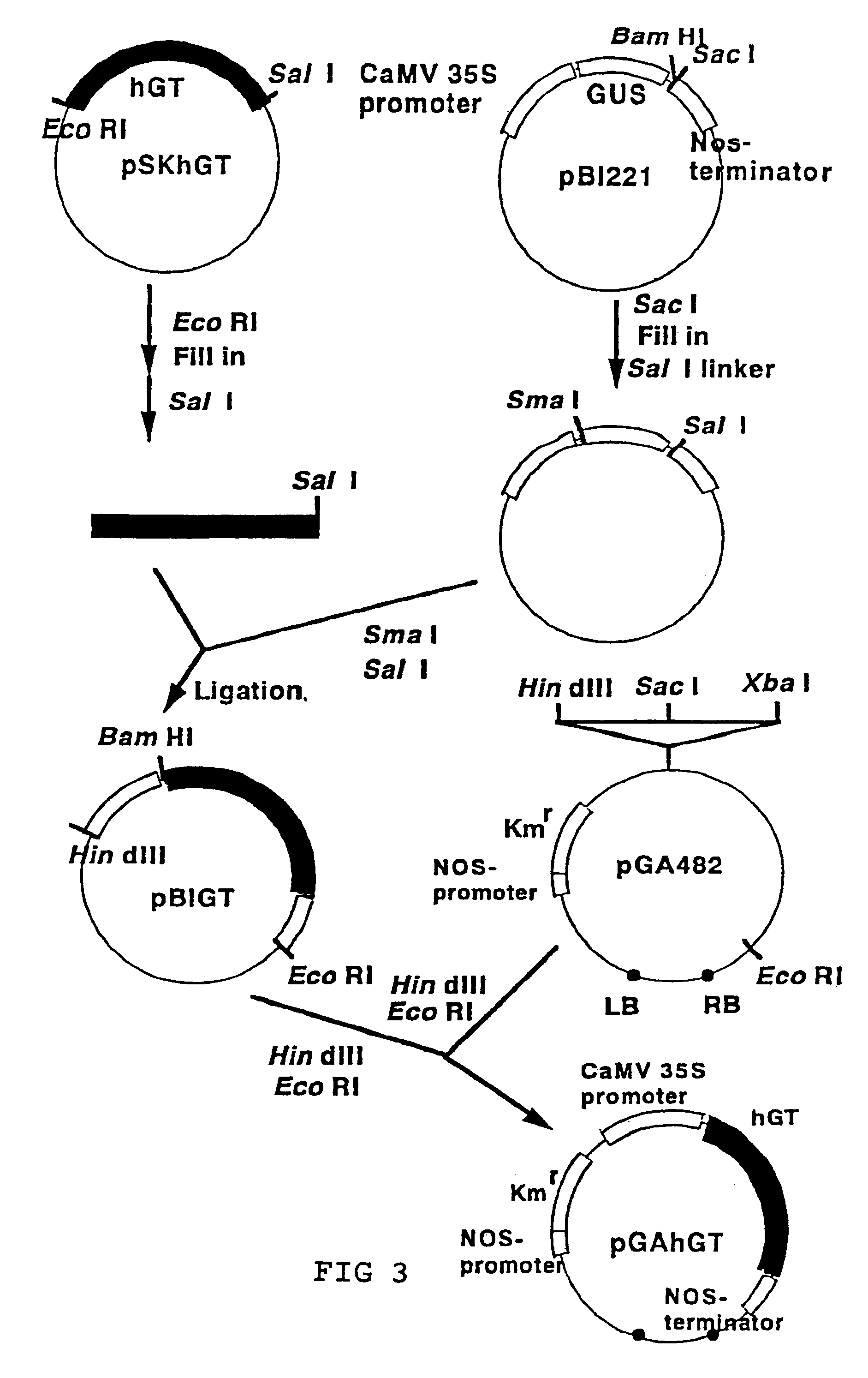 Method for manufacturing glycoproteins having human-type glycosylation