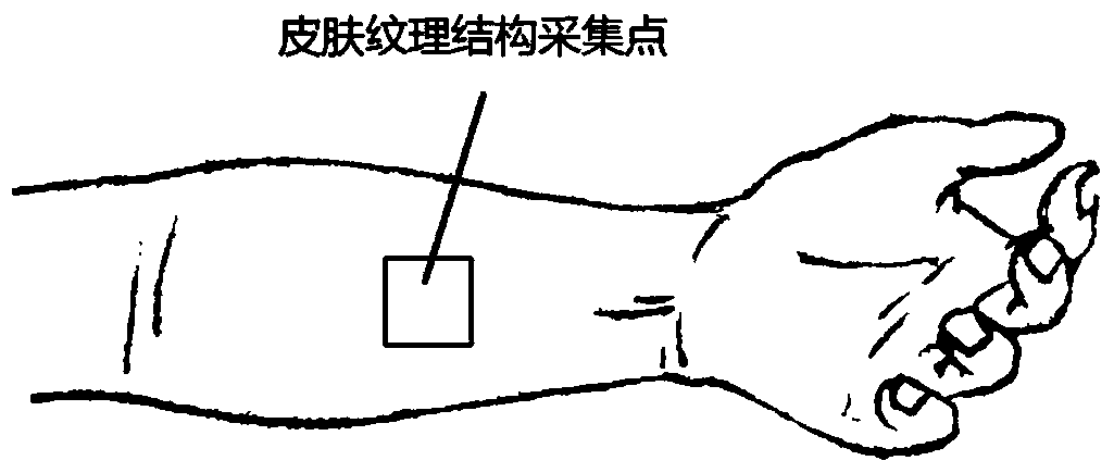 Age testing method based on skin image information processing