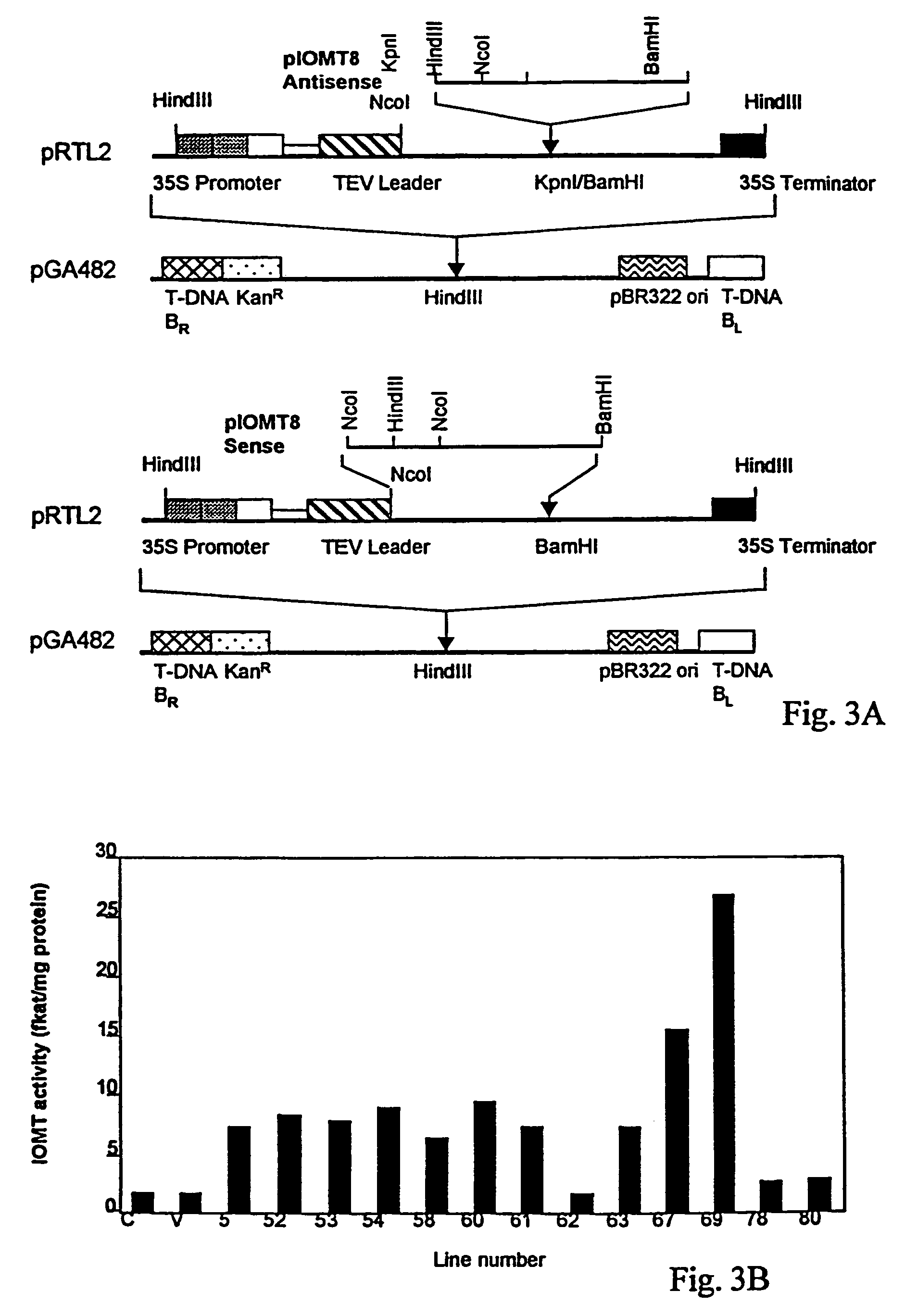 Isoflavonoid methylation enzyme