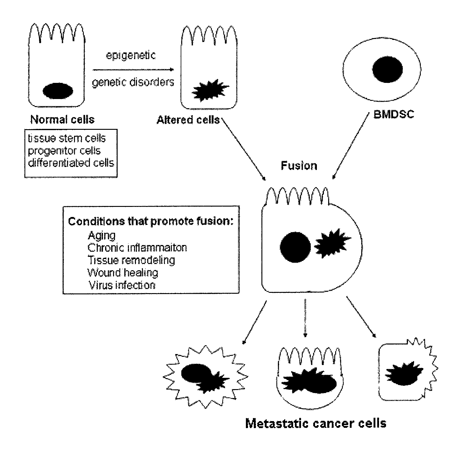 Stem cell fusion model of carcinogenesis