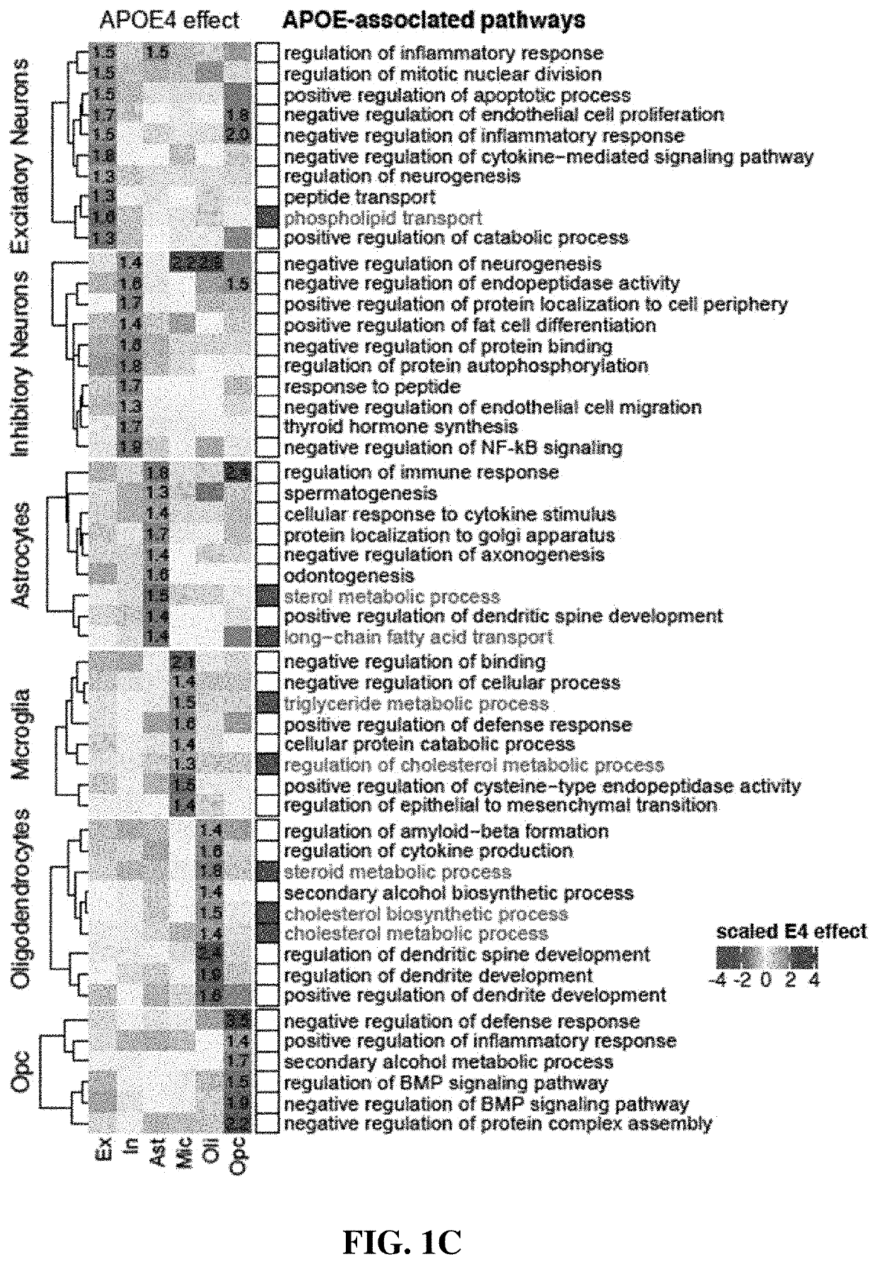 Apoe4 impairs myelination via altered cholesterol biosynthesis and transport in oligodendroglia