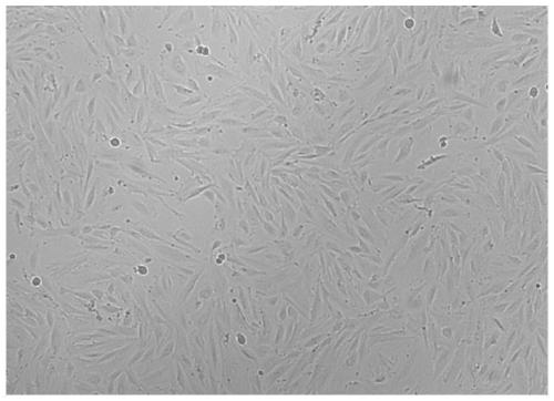 Culture method of human umbilical cord blood mesenchymal stem cells