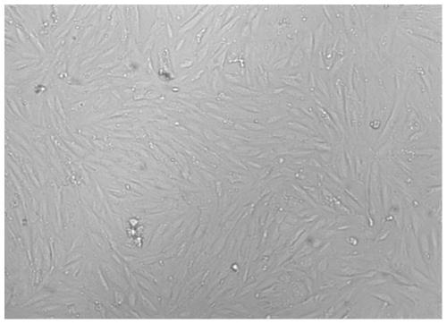 Culture method of human umbilical cord blood mesenchymal stem cells