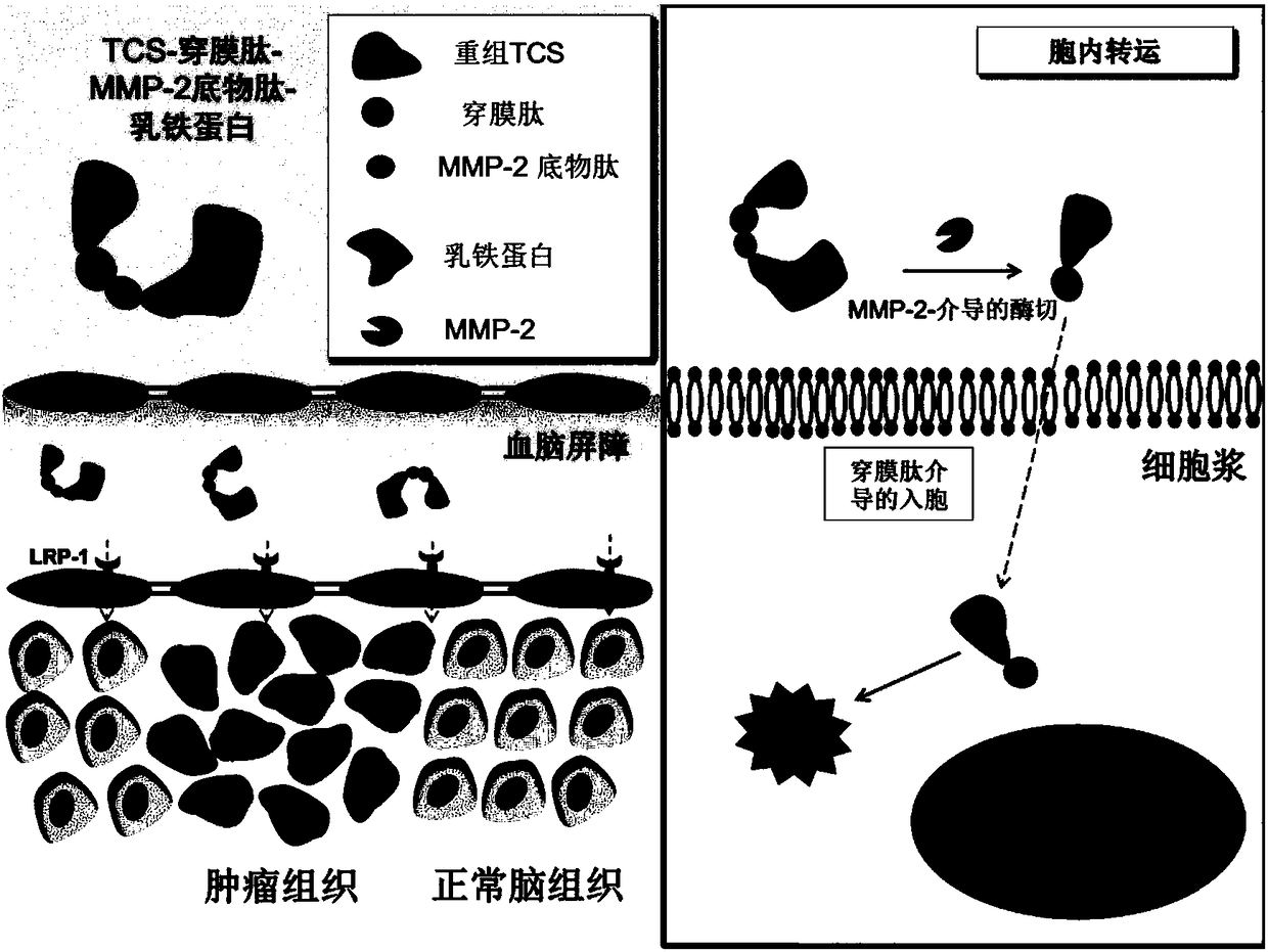 TCS-cell penetrating peptide-tumor protease substrate peptide fusion protein, preparation method and uses thereof