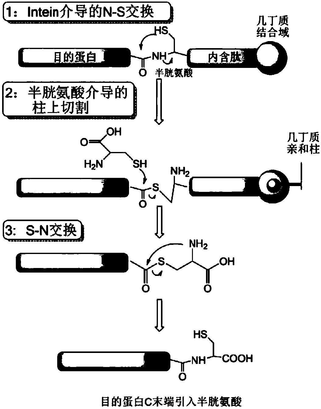 TCS-cell penetrating peptide-tumor protease substrate peptide fusion protein, preparation method and uses thereof