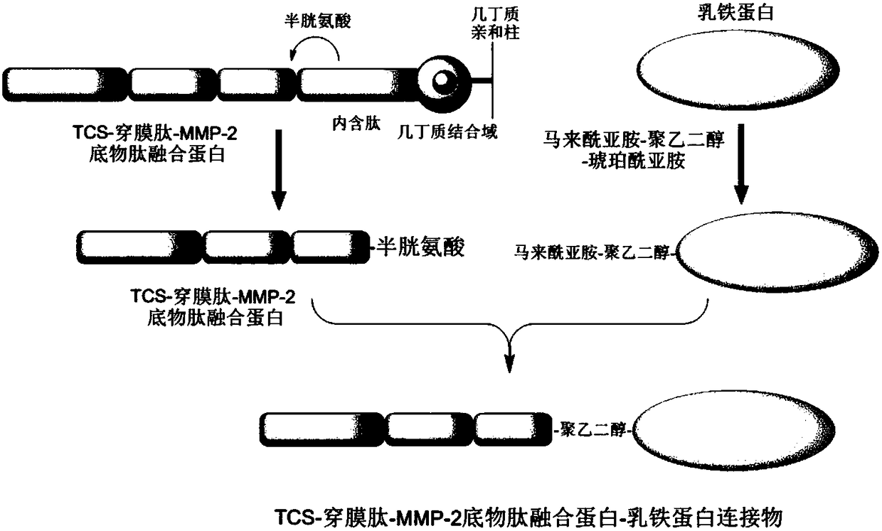 TCS-cell penetrating peptide-tumor protease substrate peptide fusion protein, preparation method and uses thereof