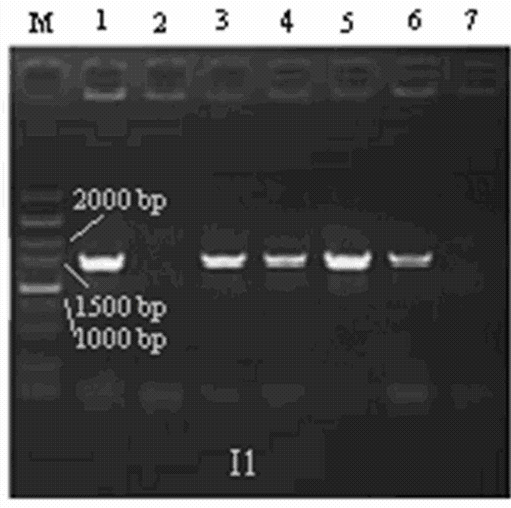 Low-temperature resistant lactobacillus with ACE (angiotensin converting enzyme) inhibitory activity