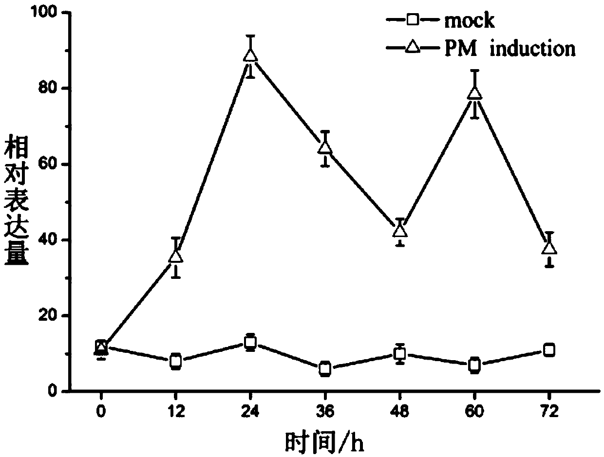 Grape disease resistance related gene vvpub21 and its plant expression vector and application