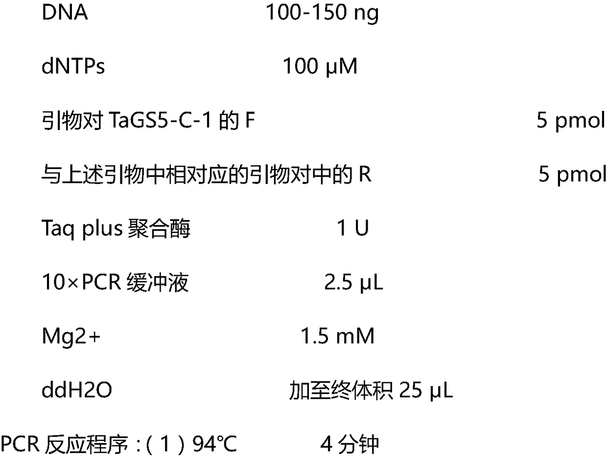 A kind of molecular marker primer and its use and pcr method of 3v chromosome of tufted wheat