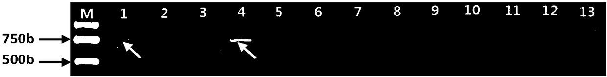 A kind of molecular marker primer and its use and pcr method of 3v chromosome of tufted wheat