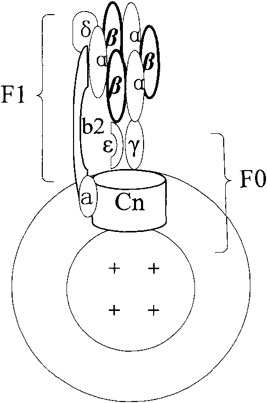 Method for rapidly detecting pathogenic bacteria at high efficiency, biological dependent sensor and preparation method thereof