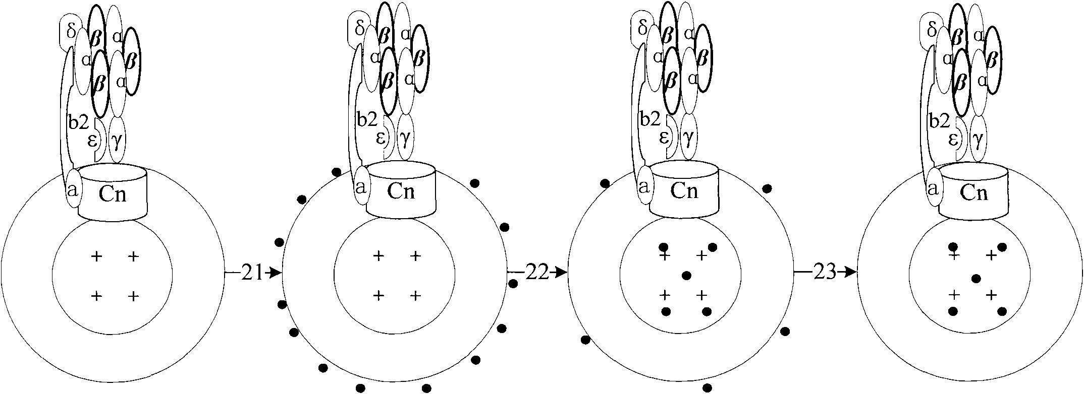 Method for rapidly detecting pathogenic bacteria at high efficiency, biological dependent sensor and preparation method thereof