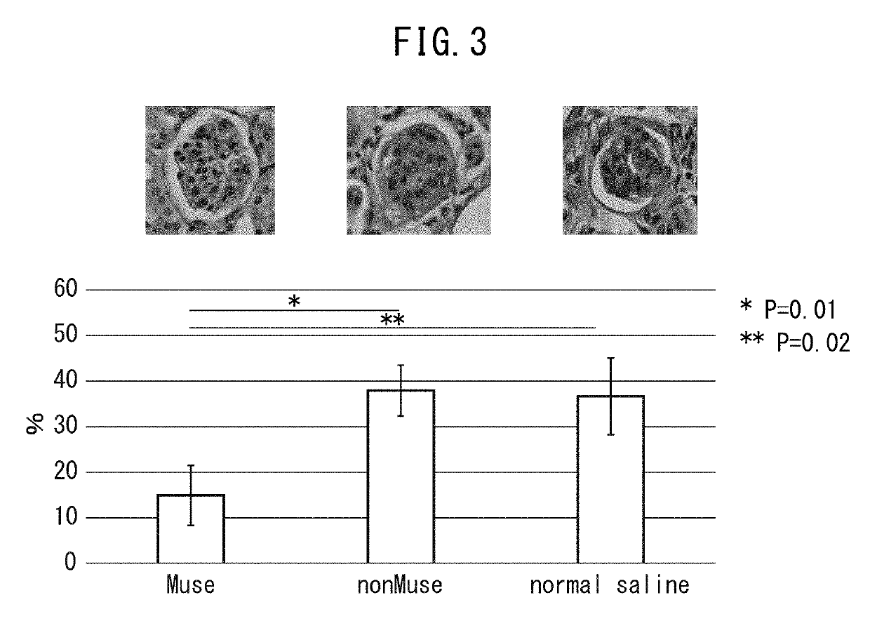 Multilineage-differentiating stress enduring (MUSE) cells for treatment of chronic kidney disease