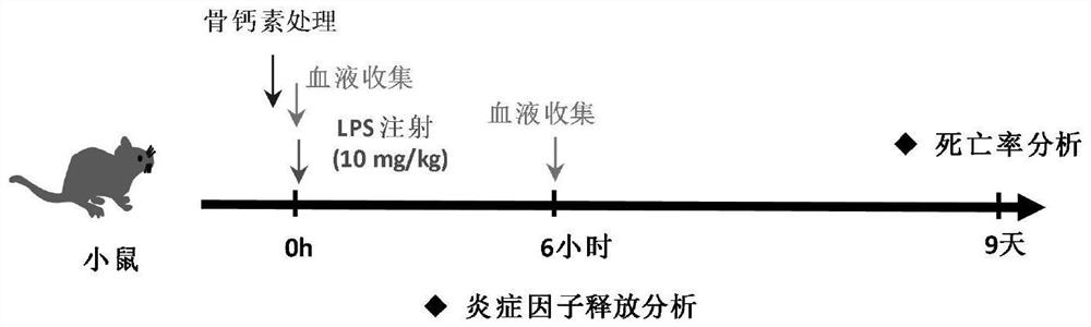 Application of osteocalcin in preparation of anti-inflammatory drugs