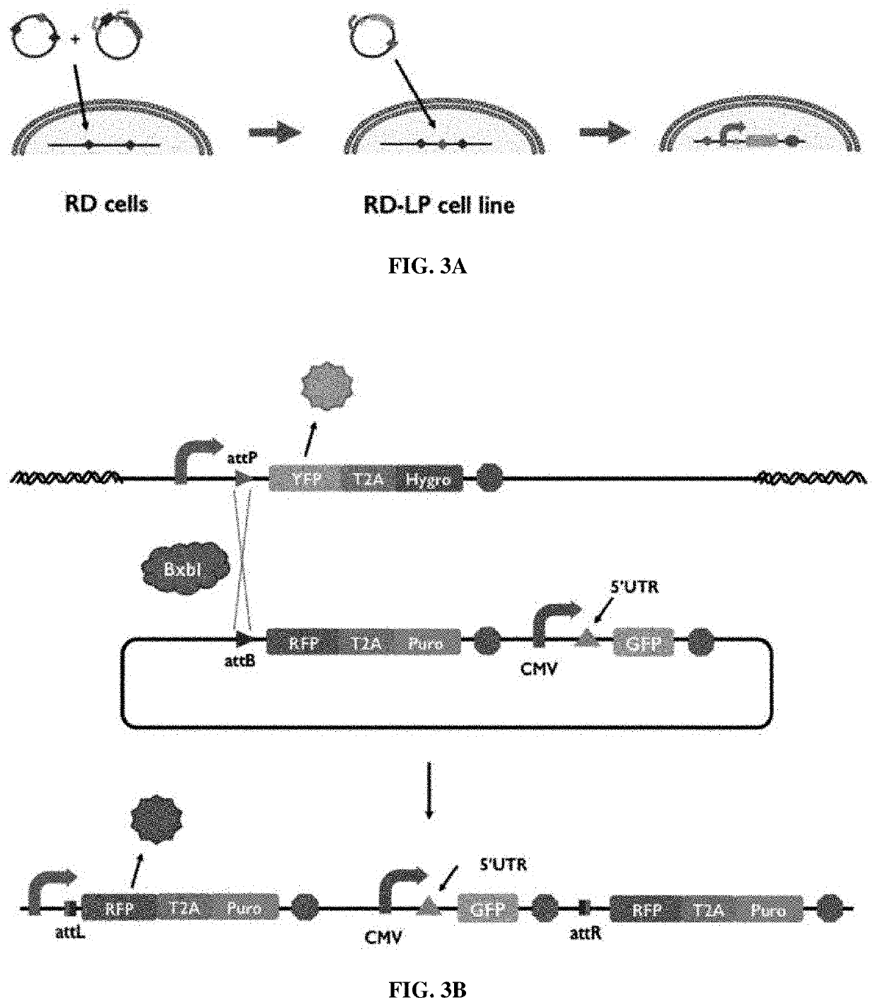 Synthetic 5' utr sequences, and high-throughput engineering and screening thereof