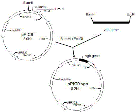 Dysoxia-resistant lactase yeast strain and construction method thereof