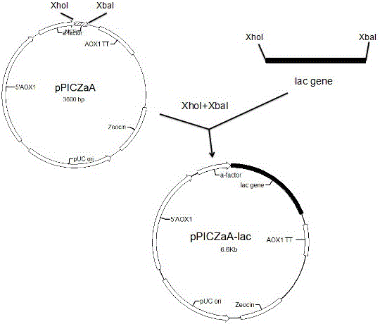 Dysoxia-resistant lactase yeast strain and construction method thereof