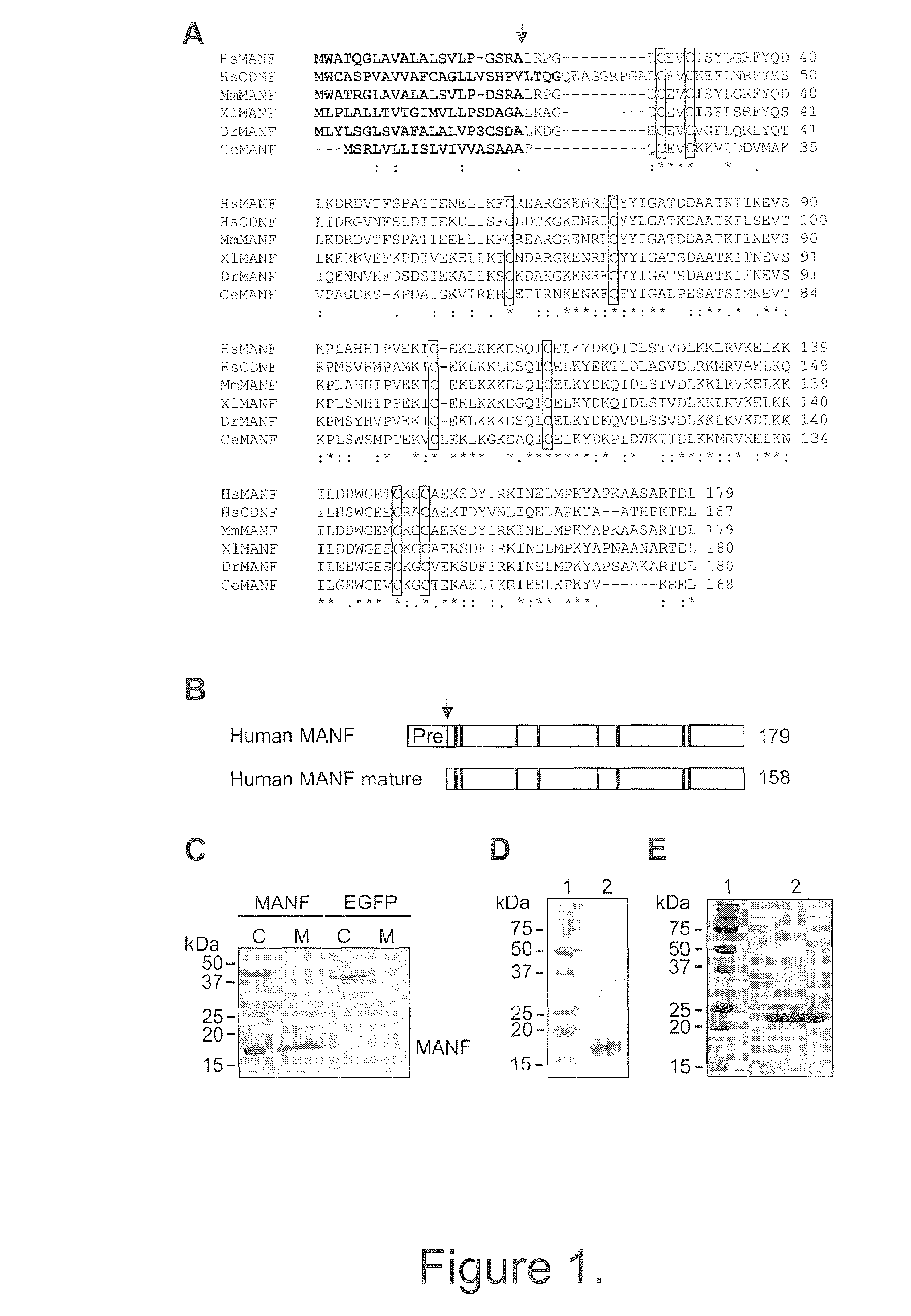 Neurotrophic factor manf and uses thereof