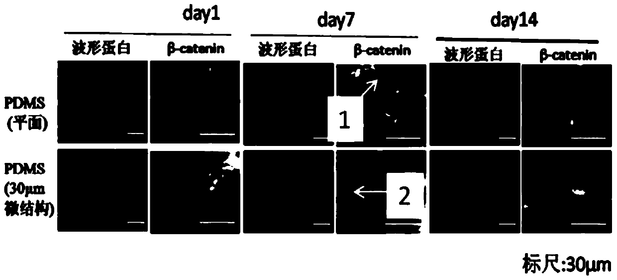 A method for activating astrocytes using surface microstructures