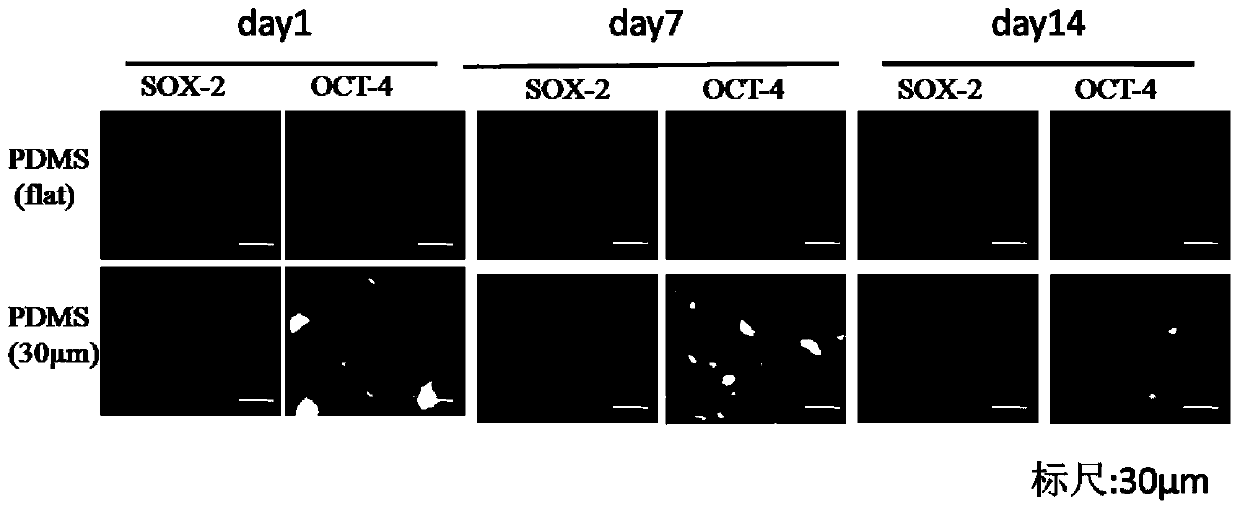 A method for activating astrocytes using surface microstructures