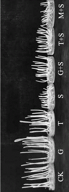 Method for corn seed germination under exogenous sugar seed soaking salt stress alleviation