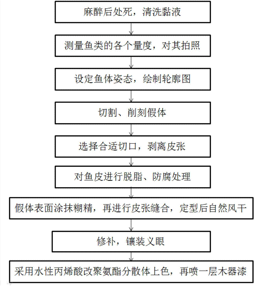 Novel making method of skinned specimen of fish