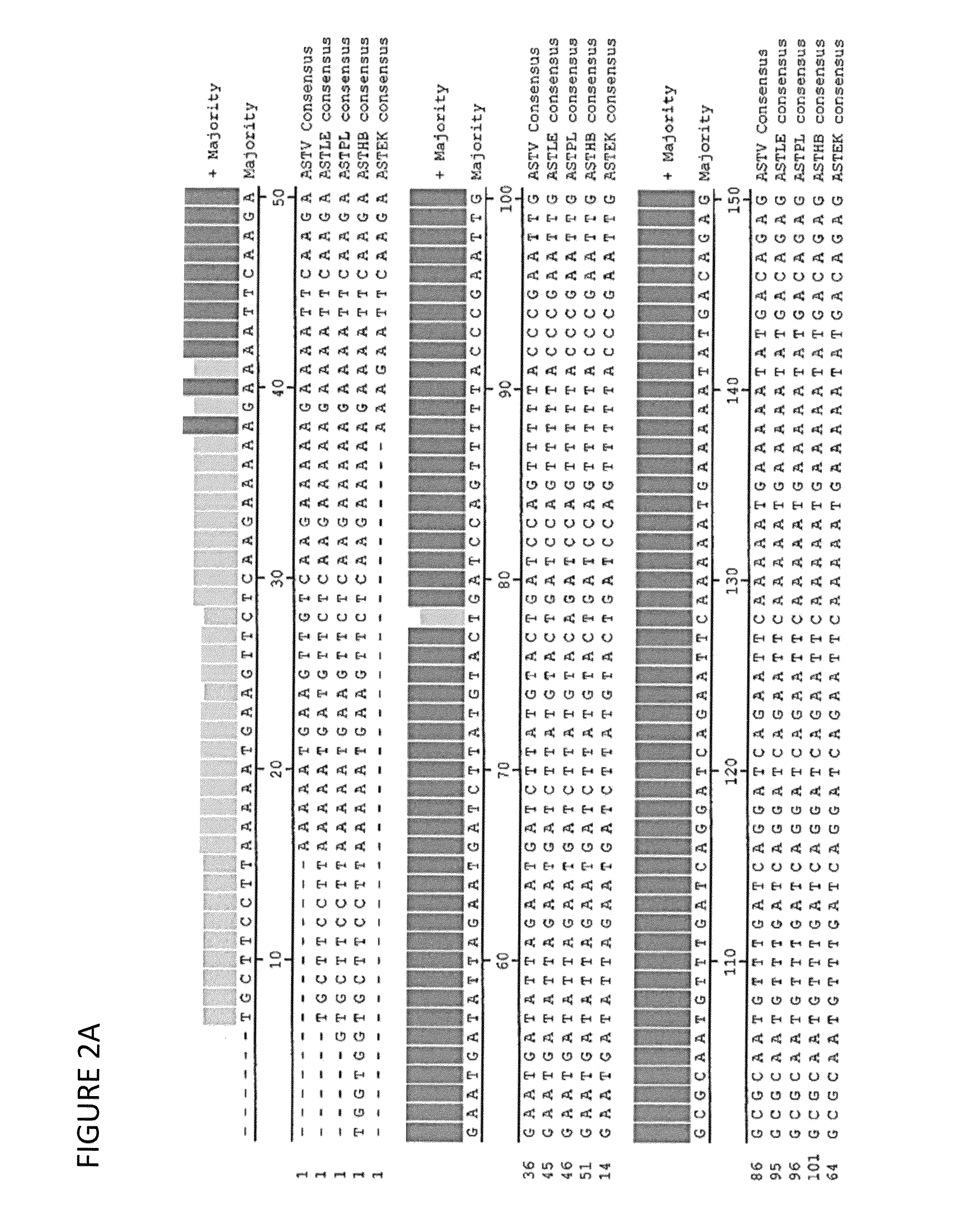 Astrovirus