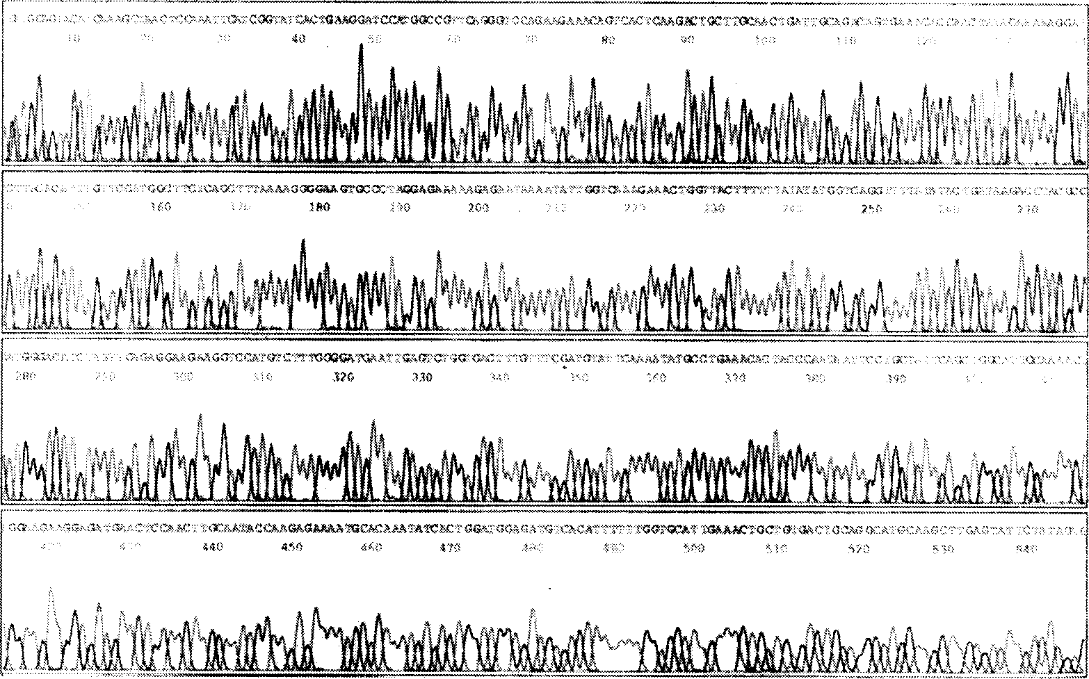 Fusion protein of tetanus toxin T cell expressing bit polypeptide and human bata lymph cell stimulating factor and preparing thereof