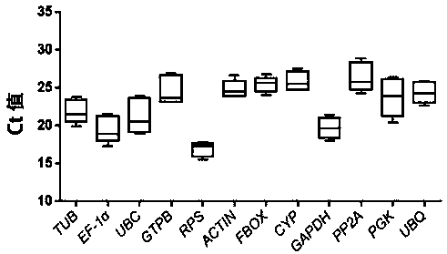 Cordyceps militaris fruiting body development stage internal reference gene, primer, screening method and application