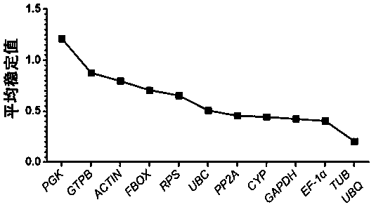 Cordyceps militaris fruiting body development stage internal reference gene, primer, screening method and application