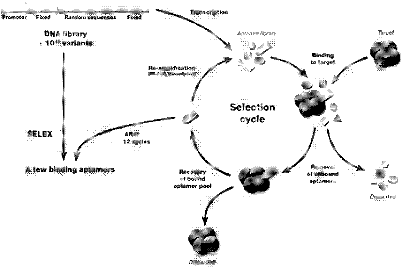 Nucleic acid aptamer combining hepatitis B virus surface antigen and sequence thereof