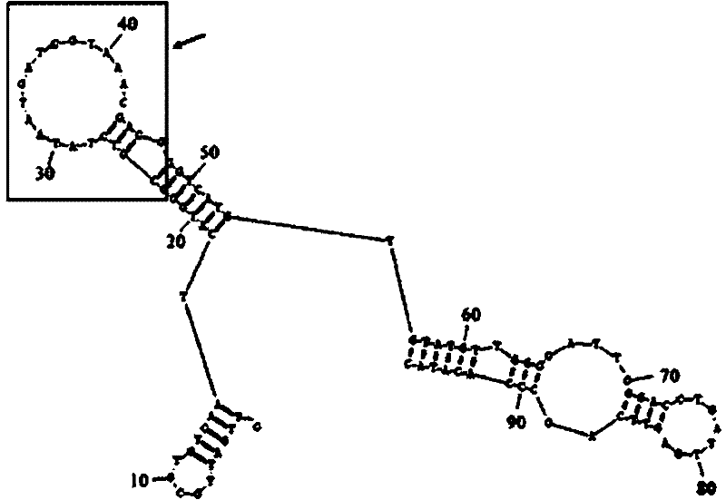 Nucleic acid aptamer combining hepatitis B virus surface antigen and sequence thereof