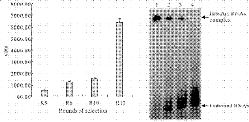 Nucleic acid aptamer combining hepatitis B virus surface antigen and sequence thereof