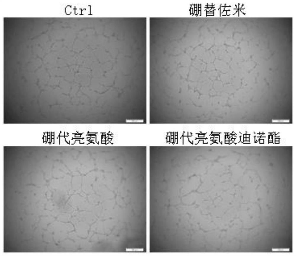 New application of boron-substituted leucine compound