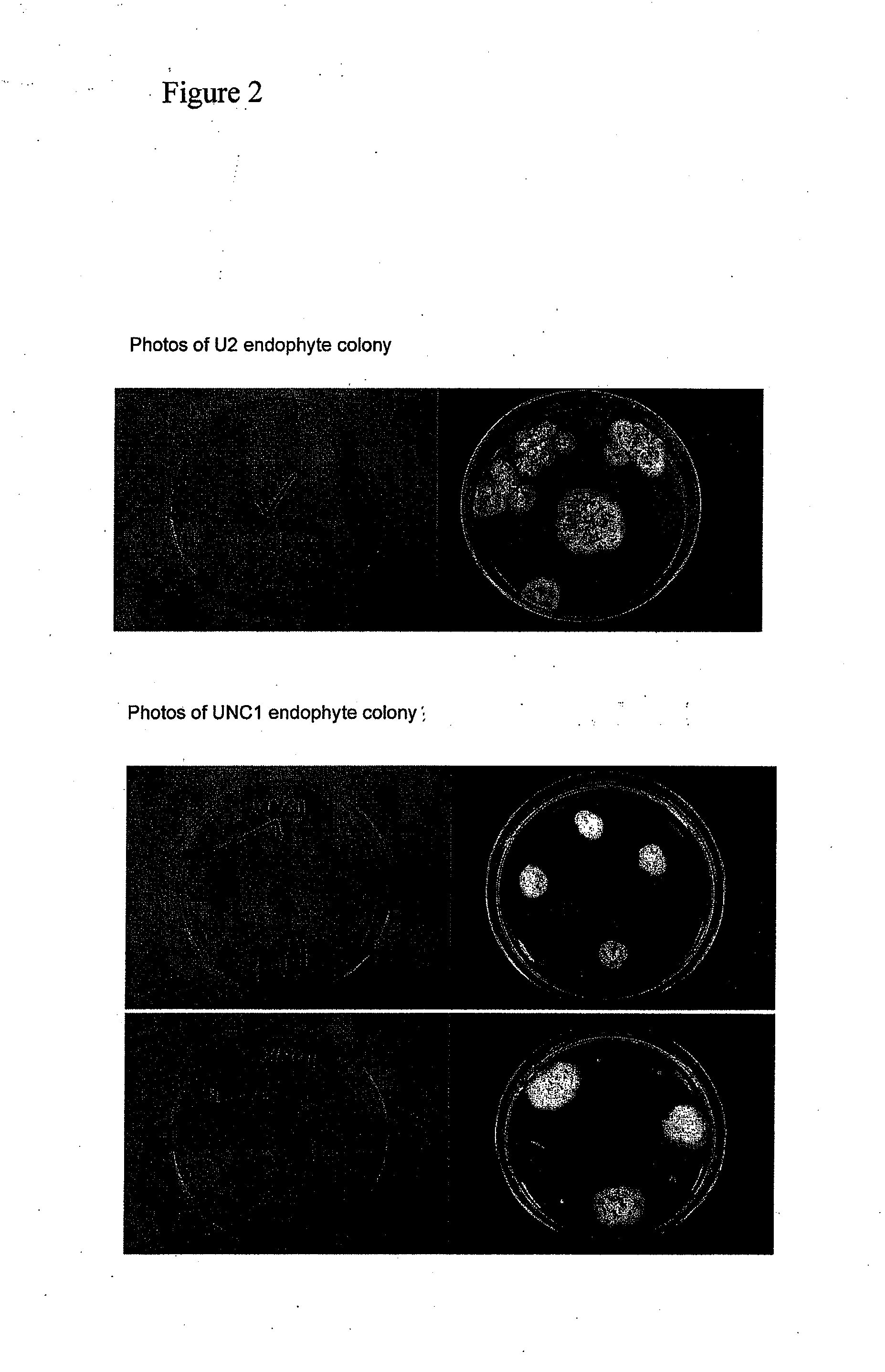 Grass endophyte