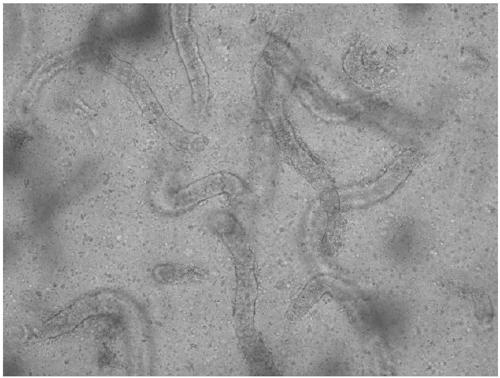 Preparation method of buffalo testis single-cell suspension solution