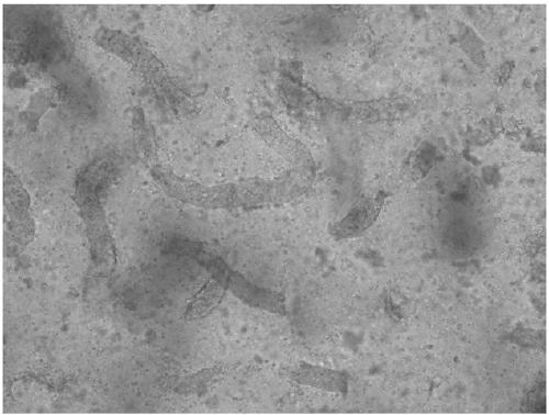 Preparation method of buffalo testis single-cell suspension solution